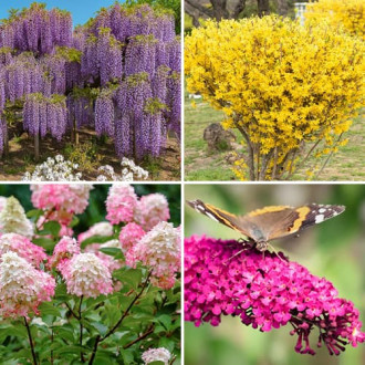 Ofertă specială! Plante ornamentale Summer collection, set de 4 soiuri imagine 6