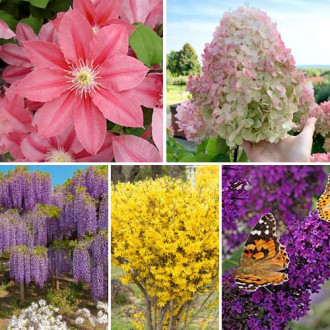 Ofertă specială! Plante ornamentale Grădina înfloritoare, set de 5 soiuri imagine 7