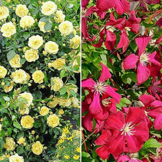 Super oferta! Zestaw Powiew lata, róża i clematis interface.image 12
