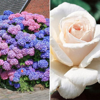 Super oferta! Zestaw Rainbow flowers, róża i hortensja interface.image 8