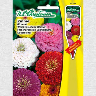 Zinnia (Cârciumăreasă) Classic Mix, mix multicolor imagine 14