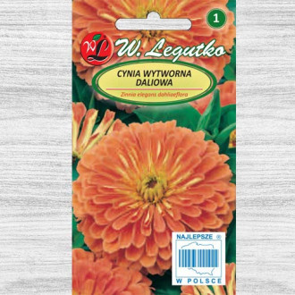 Zinnia (Cârciumăreasă) Eldorado Legutko imagine 4