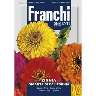 Zinnia (Cârciumăreasă) gigantă de California imagine 2