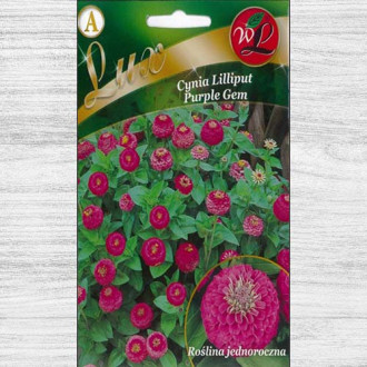 Zinnia (Cârciumăreasă) Liliput Purple Gem imagine 5