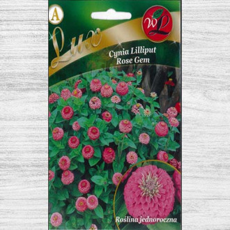 Zinnia (Cârciumăreasă) Liliput Rose Gem imagine 2