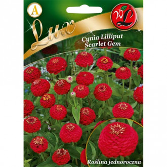 Zinnia (Cârciumăreasă) Liliput Scarlet Gem imagine 13