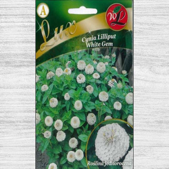 Zinnia (Cârciumăreasă) Liliput White Gem imagine 13