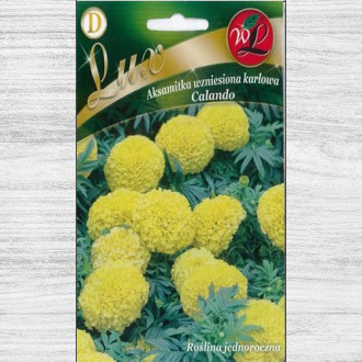 Zinnia (Cârciumăreasă) Liliputek pitică portocalie imagine 16