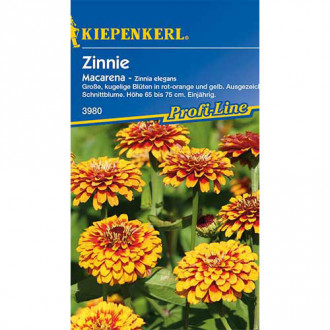 Zinnia (Cârciumăreasă) Macarena Kiepenkerl imagine 6
