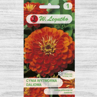 Zinnia (Cârciumăreasă) Orange King Legutko imagine 6