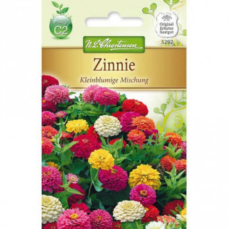 Zinnia (Cârciumăreasă) pitică, mix multicolor imagine 8