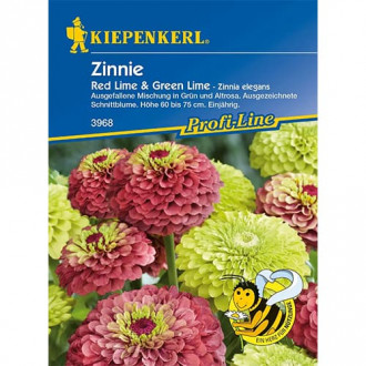 Zinnia (Cârciumăreasă Red & Green Lime imagine 3