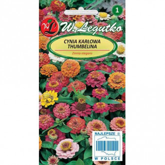 Zinnia (Cârciumăreasă) Thumbelina, mix multicolor Legutko imagine 8