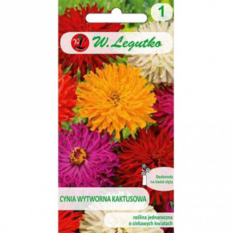Zinnia (Cârciumăreasă) tip cactus, mix multicolor Legutko imagine 18