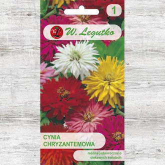 Zinnia (Cârciumăreasă) tip crizantemă, mix multicolor Legutko imagine 18