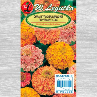 Zinnia Peppermint Stick, mix multicolor Legutko imagine 15