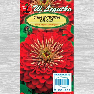 Zinnia Scarlet Flame Legutko imagine 10