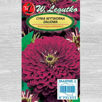 Zinnia Violet Queen Legutko imagine 11