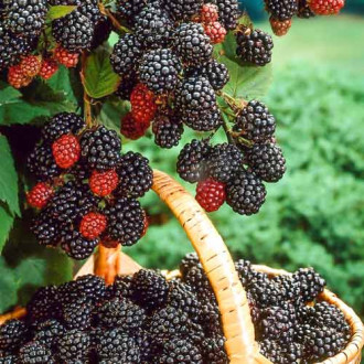 Zmeur negru Bristol imagine 2