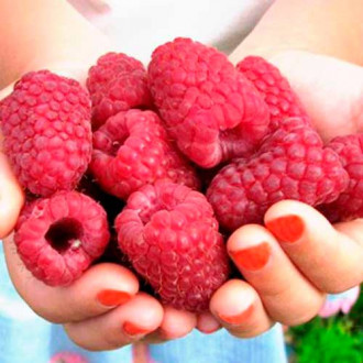 Zmeur remontant Cascade Delight imagine 9