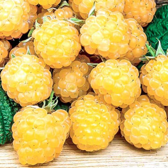 Zmeur Fall Gold imagine 5