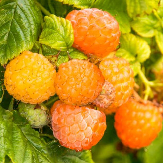 Zmeur remontant Fallgold imagine 4