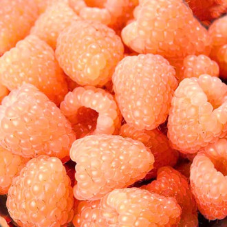 Zmeur remontant Orange Giant imagine 17