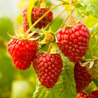 Zmeur remontant Red Giant, Р9 imagine 4