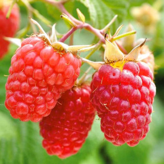 Zmeur remontant Glen Ample imagine 6