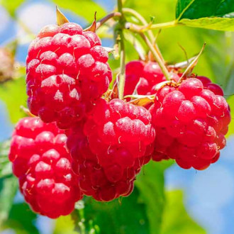 Zmeur Malling Promise imagine 18