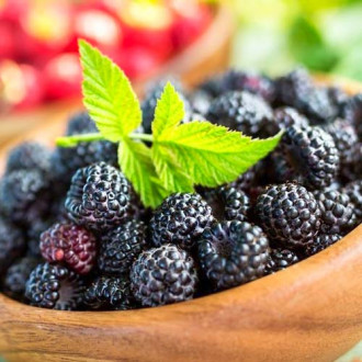 Zmeur negru Black Diamond imagine 5