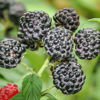 Zmeur negru imagine 4