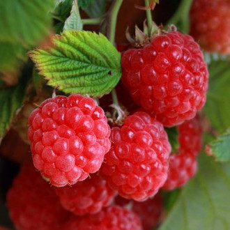 Zmeur Pitic imagine 12