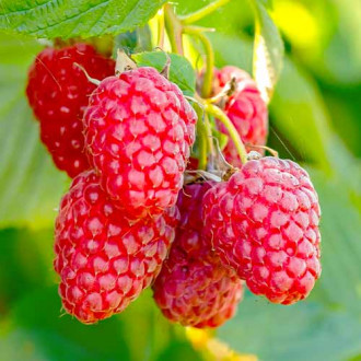 Zmeur remontant Polana, Р9 imagine 6