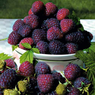 Zmeur Purpuriu imagine 3