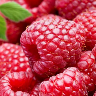 Zmeur Red Giant imagine 10