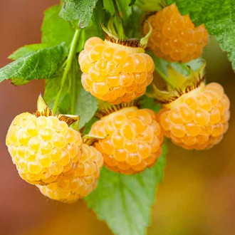 Zmeur remontant All Gold imagine 14