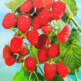 Zmeur remontant Aroma Queen imagine 17