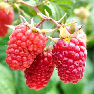 Zmeur remontant Autumn Bliss imagine 15