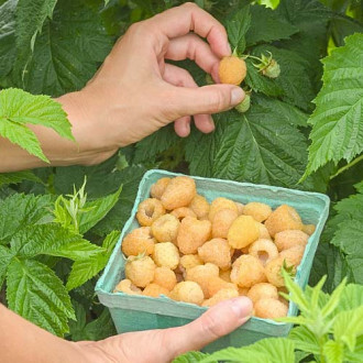 Zmeur remontant Yellow imagine 18