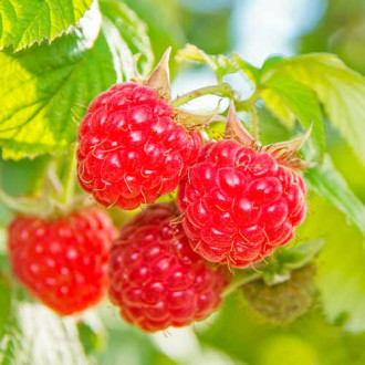 Zmeur Schonemann Red imagine 2