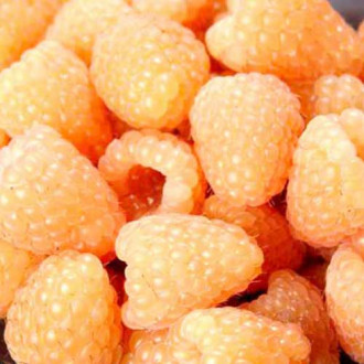 Zmeur Valentina imagine 14