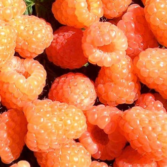 Zmeur remontant Valentina imagine 3