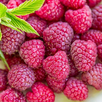 Zmeur violet imagine 11