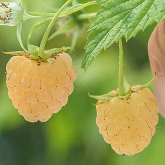 Zmeur Yellow imagine 16