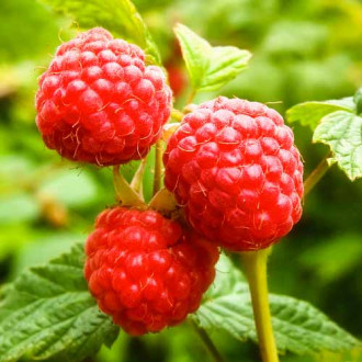 Zmeur remontant Zewa, P9 imagine 8