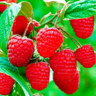 Zmeur remontant Sugana imagine 13