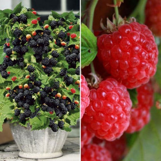 Ofertă specială! Zmeură și mur, set de 2 soiuri imagine 5