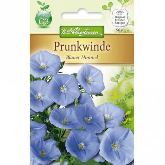 Zorele (Ipomea) Blauer Himmel imagine 4