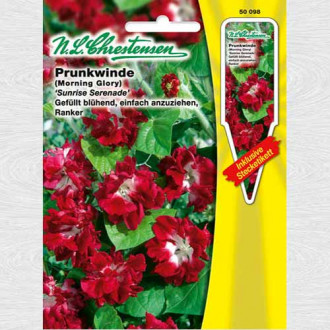 Zorele (Ipomea) Sunrise Serenade imagine 13